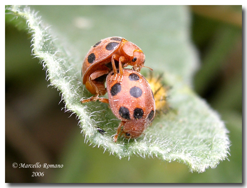 La coccinella del cocomero asinino: Henosepilachna elaterii